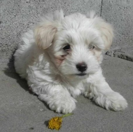 Bichon Havanese