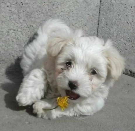 Bichon Havanese