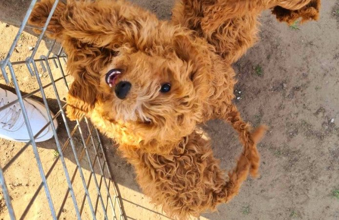 Golden retriever uszkár goldendoodle