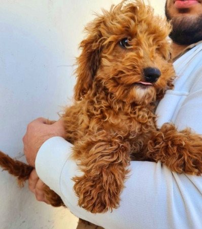 Golden retriever uszkár goldendoodle