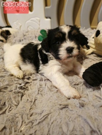 Havanese Babák