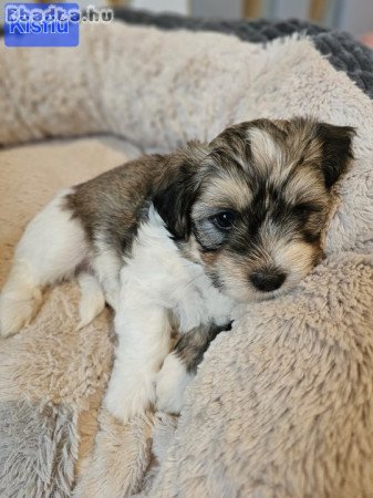 Havanese Babák