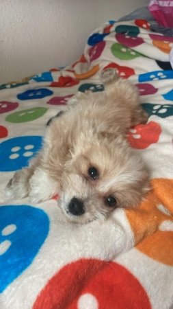 Maltipoo maltai selyem es torpe uszkar