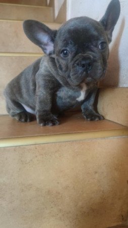 francia bulldog