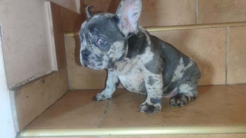 francia bulldog