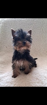 Yorkshire terrier