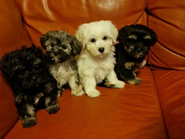 Bichon havanese