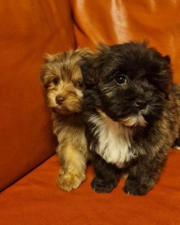 Bichon havanese