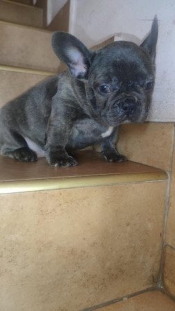 francia bulldog
