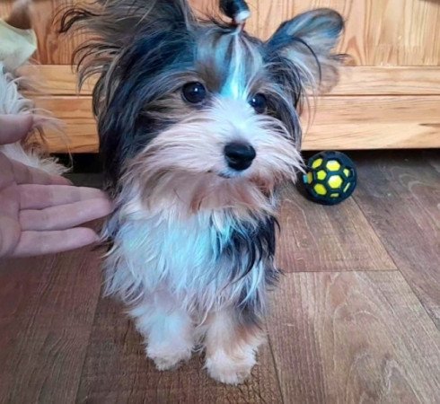 Biewer Yorkshire terrier