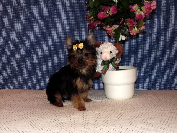 Yorkshire Terrier, Yorki