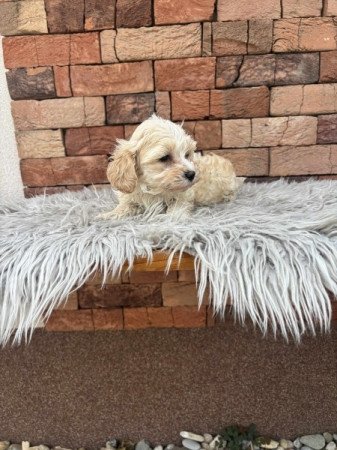 Maltipoo