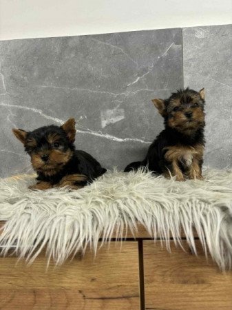 Yorkshire terrier
