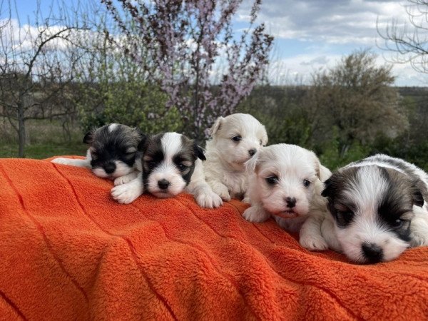 Bichon havanese