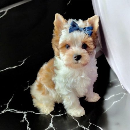 biewer yorkshire terrier