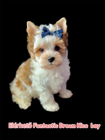 biewer yorkshire terrier