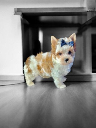 biewer yorkshire terrier