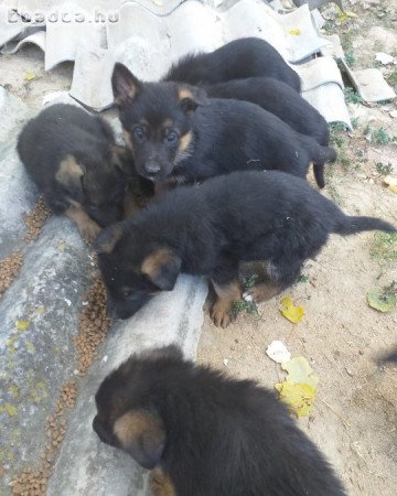 Rajzos Német juhász kölykök eladók