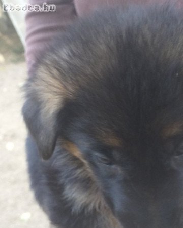 Rajzos Német juhász kölykök eladók