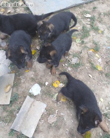 Rajzos Német juhász kölykök eladók