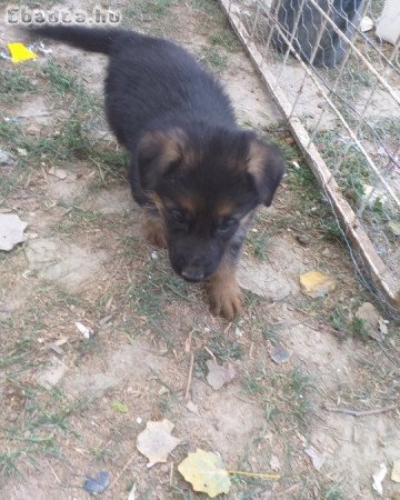 Rajzos Német juhász kölykök eladók
