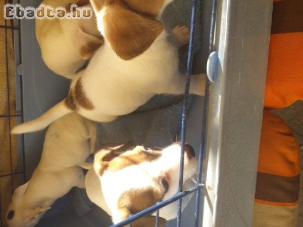 Jack Russel Terrier kölykök eladók