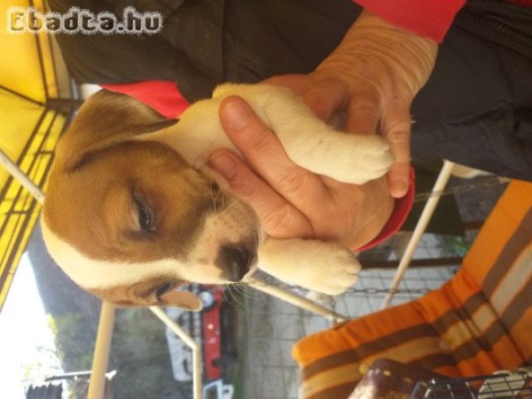 Jack Russel Terrier kölykök eladók
