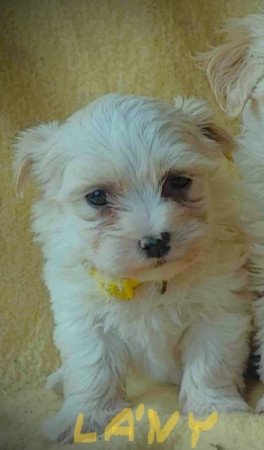 Bichon havanese