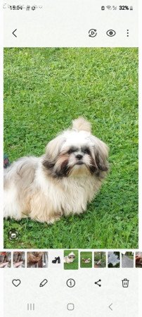 Shi-tzu Kan kutya 6 hónapos