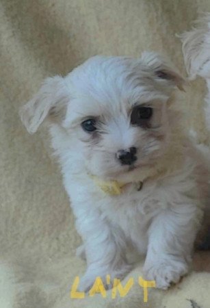 Bichon havanese
