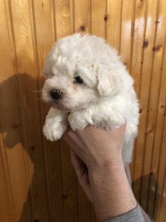 Bischon Havanese