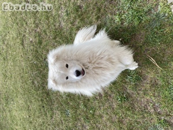 1 éves Samoyede kutya ingyen elvihető