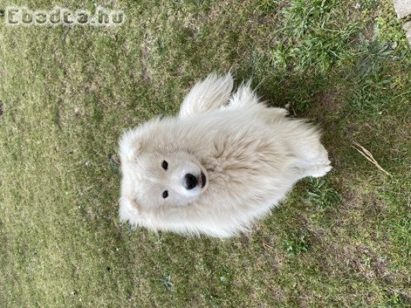 1 éves Samoyede kutya ingyen elvihető