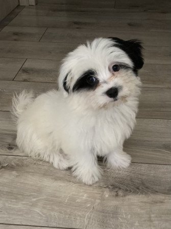 Bichon havanese