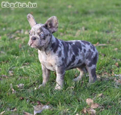 Francia Bulldog Lila merle tan kislány!