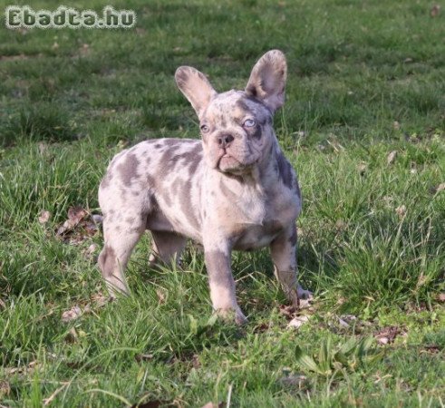 Francia Bulldog Lila merle tan kislány!