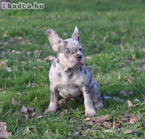 Francia Bulldog Lila merle tan kislány!