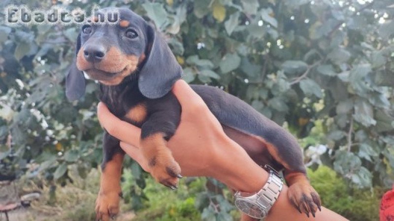 Tacskó babák gazdit keresnek.