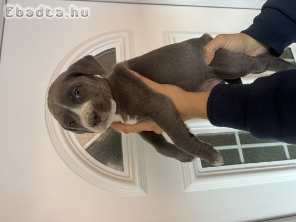 Staffordshire terrier kölykök