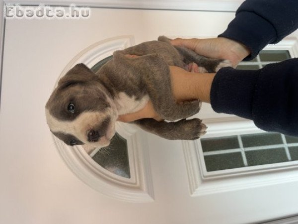Staffordshire terrier kölykök