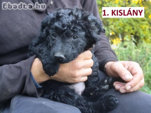 Mudi jellegű kiskutyák