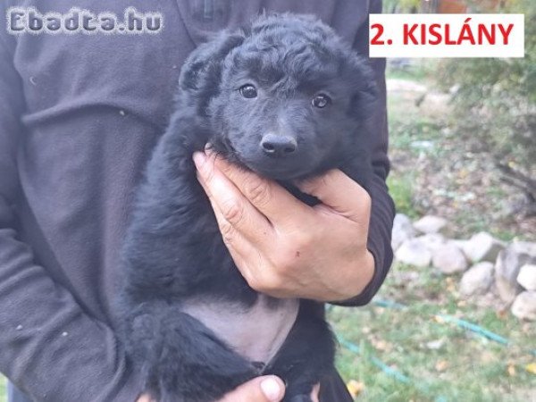 Mudi jellegű kiskutyák