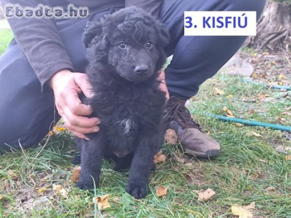 Mudi jellegű kiskutyák