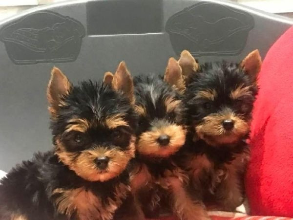 yorkshire terrier