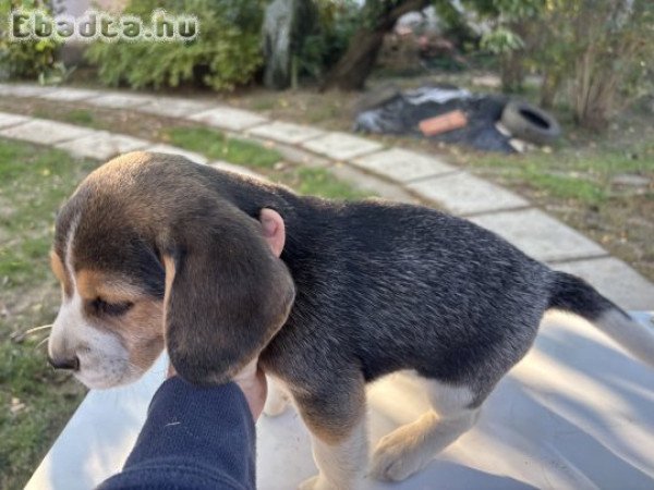 Tricolor Beagle kiskutya