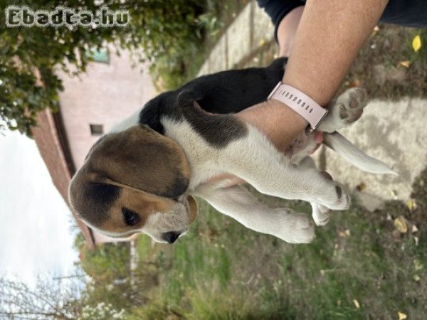 Tricolor Beagle kiskutya