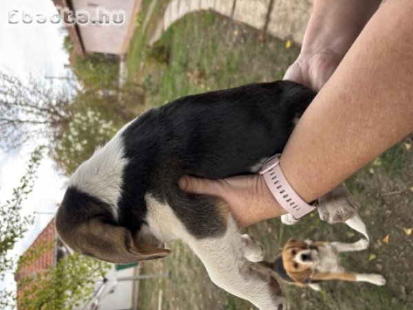 Tricolor Beagle kiskutya