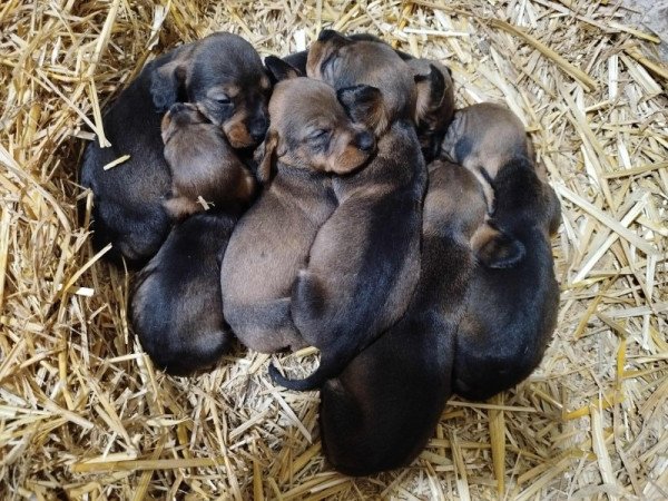 Szálkás szőrű tacskó