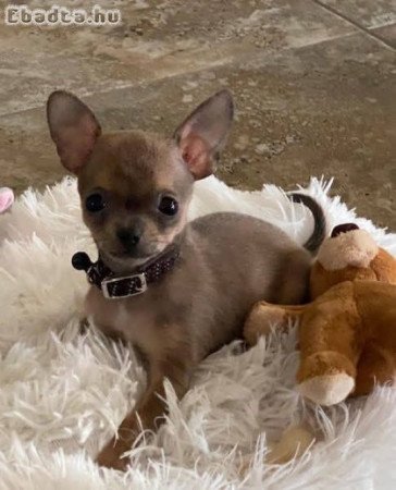 Gyönyörű, szocializált csivavák –