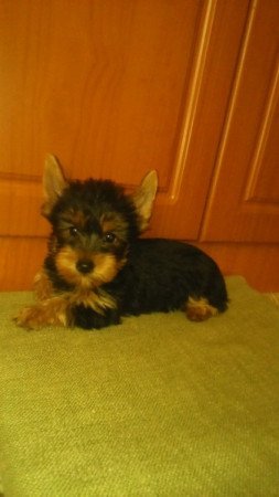 yorkshire terrier